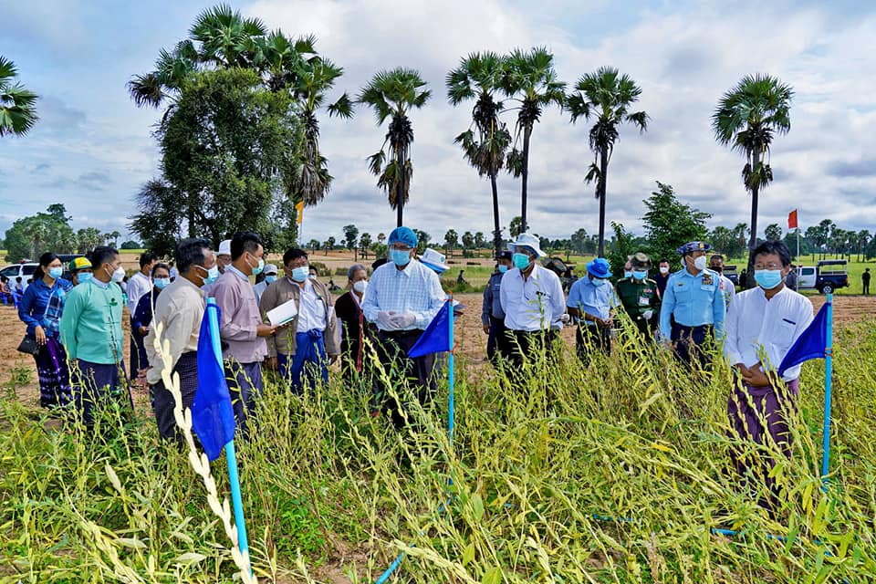 မကွေးတိုင်းဒေသကြီးအစိုးရအဖွဲ့ ဝန်ကြီးချုပ် မကွေးမြို့နယ် ဘုရားပြိုကျေးရွာမှ နှမ်းစိုက်ဧက(၁၀၀)ရိတ်သိမ်းဆောင်ရွက်နေမှုအား ကြည့်ရှုအားပေး၊ အသစ်ထပ်မံ ရောက်ရှိလာသည့် Oxygen Plant အား ကြည့်ရှုစစ်ဆေး