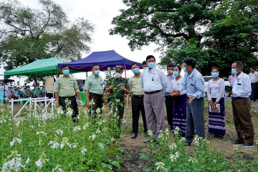 မကွေးတိုင်းဒေသကြီး ဝန်ကြီးချုပ် ဦးတင့်လွင် ပွင့်ဖြူမြို့နယ် ကံသာကြီးကျေးရွာ နွေနှမ်းယှဉ်ပြိုင်စမ်းသပ်ကွက် စိုက်ပျိုးဆောင်ရွက်ထားရှိမှုအား ကွင်းဆင်းကြည့်ရှု