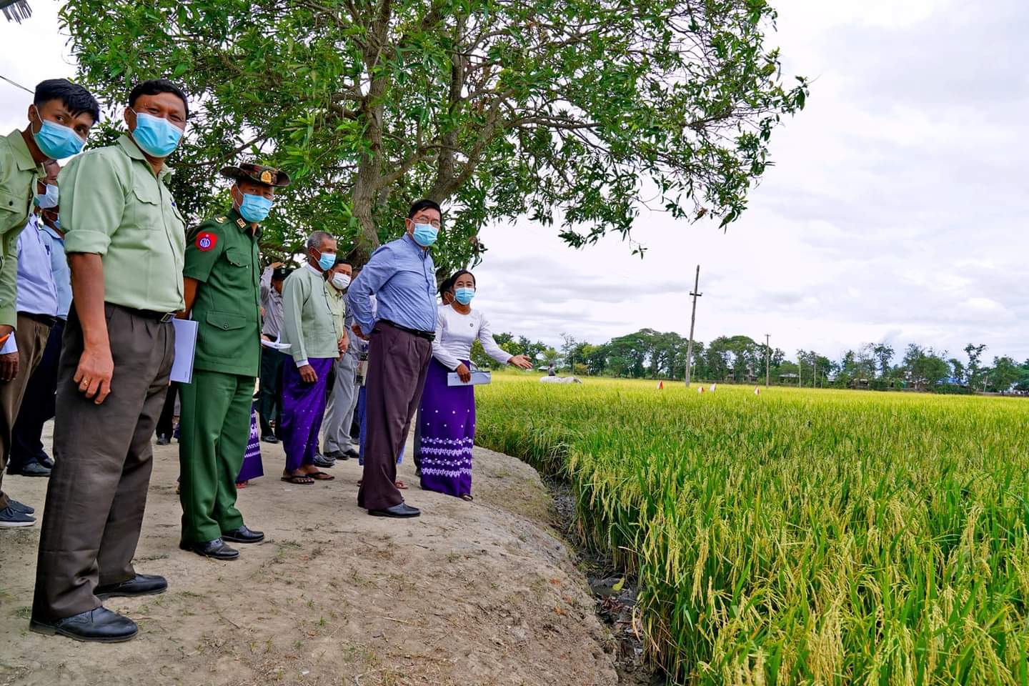 မကွေးတိုင်းဒေသကြီးဝန်ကြီးချုပ် ဦးတင့်လွင် ပွင့်ဖြူမြို့နယ် ကျောင်းတော်ရာကျေးရွာ နွေစပါး ရတနာတိုးမျိုးစိုက်ခင်း အောင်မြင်ဖြစ်ထွန်းနေမှုအား ကြည့်ရှုအားပေး