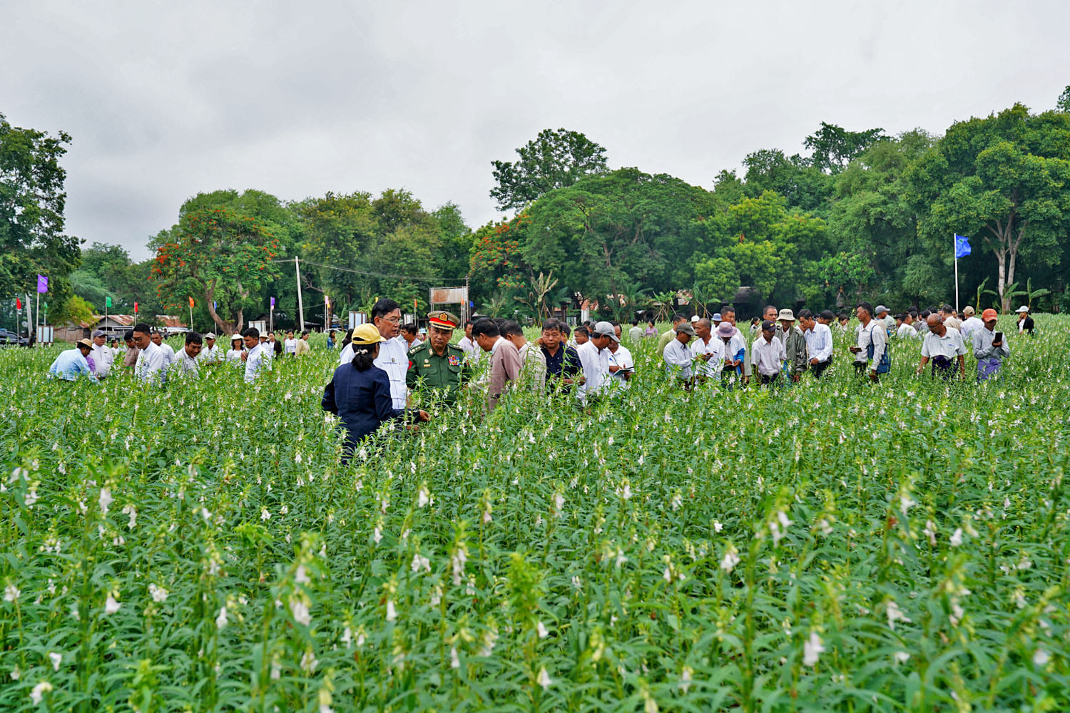 မကွေးတိုင်းဒေသကြီးဝန်ကြီး ဦးတင့်လွင် စိုက်ပျိုးရေးသုတေသနဦးစီးဌာန၊ ဒေသသုတေသနဗဟိုဌာန (မကွေး)၏ မျိုးစေ့ဆိုင်ရာ အမျိုးသားကော်မတီမှ မျိုးသစ်အဖြစ် ထုတ်ဝေခွင့်ပြုခဲ့သည့် နှမ်းမျိုးများအား ကွင်းသရုပ်ပြပွဲ အခမ်းနားသို့ တက်ရောက်