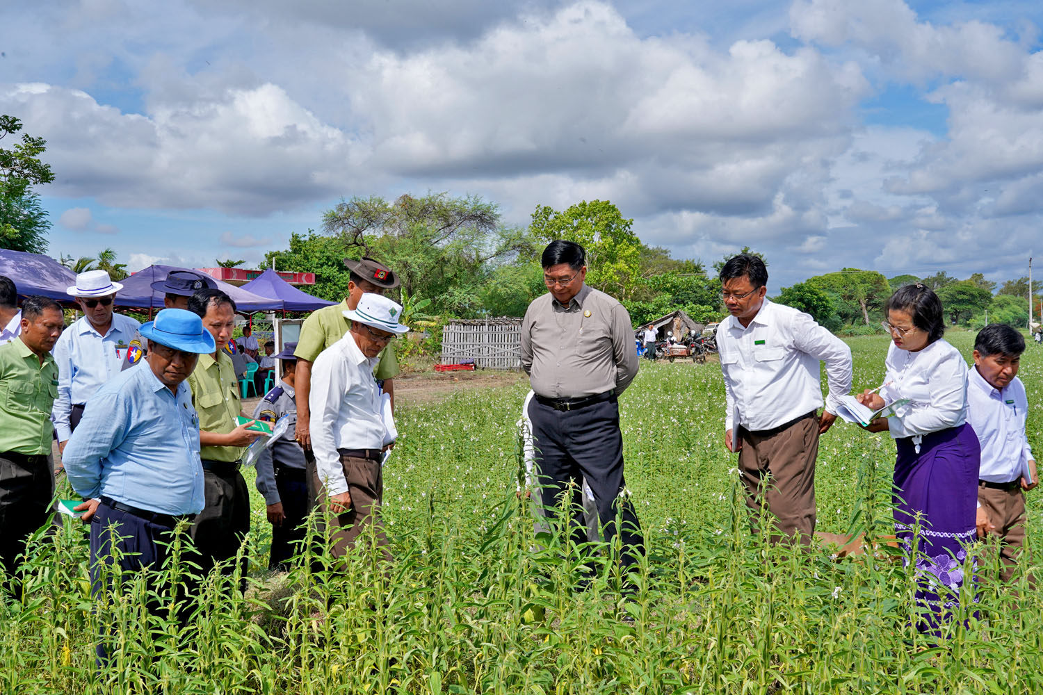 မကွေးတိုင်းဒေသကြီးဝန်ကြီးချုပ် ဦးတင့်လွင် မင်းဘူး(စကု)မြို့နယ်၌ နွေနှမ်းစိုက်ခင်းများ စိုက်ပျိုးထားရှိမှု ကြည့်ရှုစစ်ဆေးကာ၊ ဒေသခံတောင်သူများနှင့် တွေ့ဆုံ