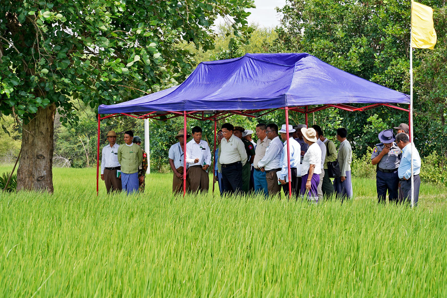 မကွေးတိုင်းဒေသကြီးဝန်ကြီးချုပ် ဦးတင့်လွင် မကွေးခရိုင်၊ မြို့သစ်မြို့ မင်းရပ်ကွက် နွေစပါး (အောင်နိုင်တိုး)ဧက(၁၀၀)စံပြကွက် ကြည့်ရှုစစ်ဆေး၊ ဒေသခံတောင်သူများနှင့် တွေ့ဆုံ