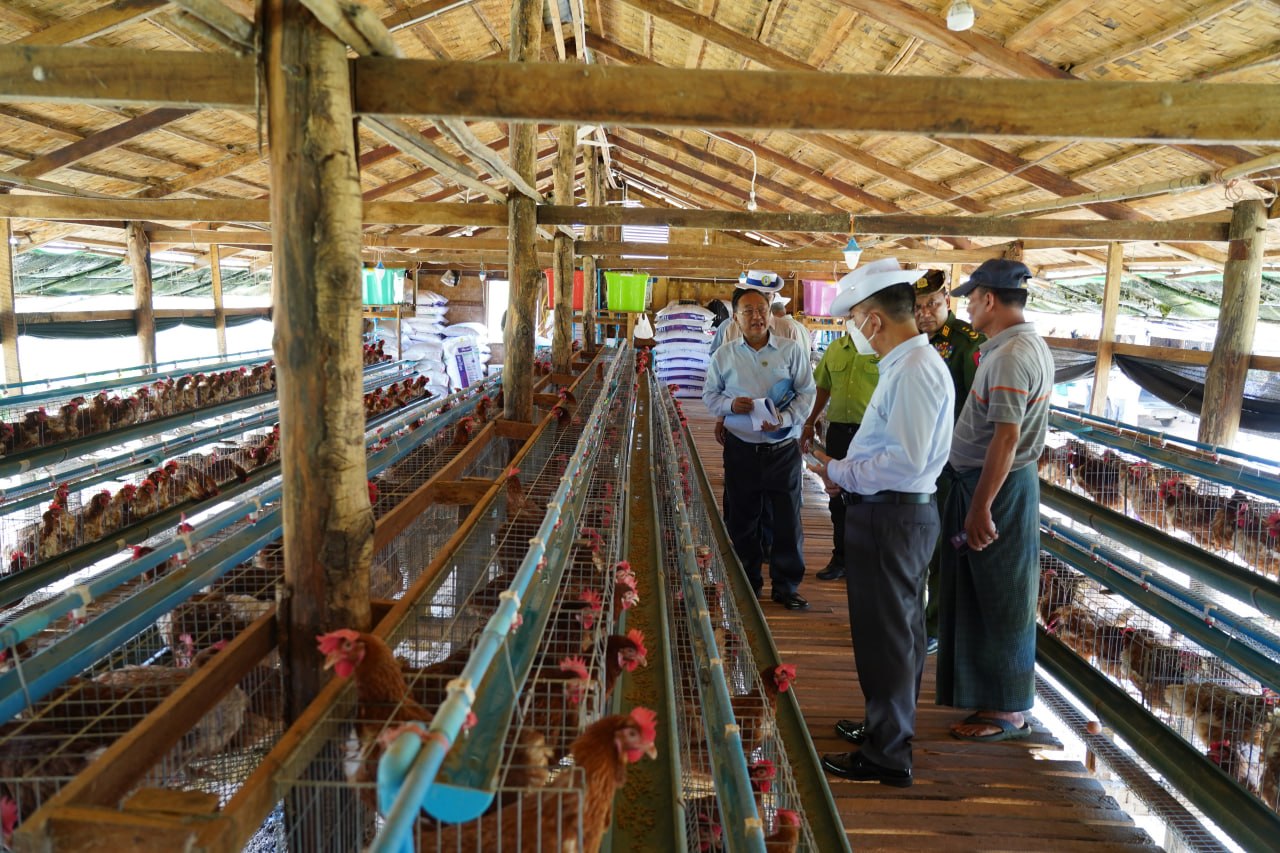 မကွေးတိုင်းဒေသကြီးဝန်ကြီးချုပ် ဦးတင်ကိုကို မကွေးမြို့နယ် ရှားပင်လှကျေးရွာအနီး ရွှေတင့်တူး စိုက်ပျိုးမွေးမြူရေးဇုန် ဖော်ထုတ်ခြင်းလုပ်ငန်းအား ကြည့်ရှုစစ်ဆေး၊ အသားတိုးဝက်မွေးမြူရေး လုပ်ငန်း ကြည့်ရှုအားပေး