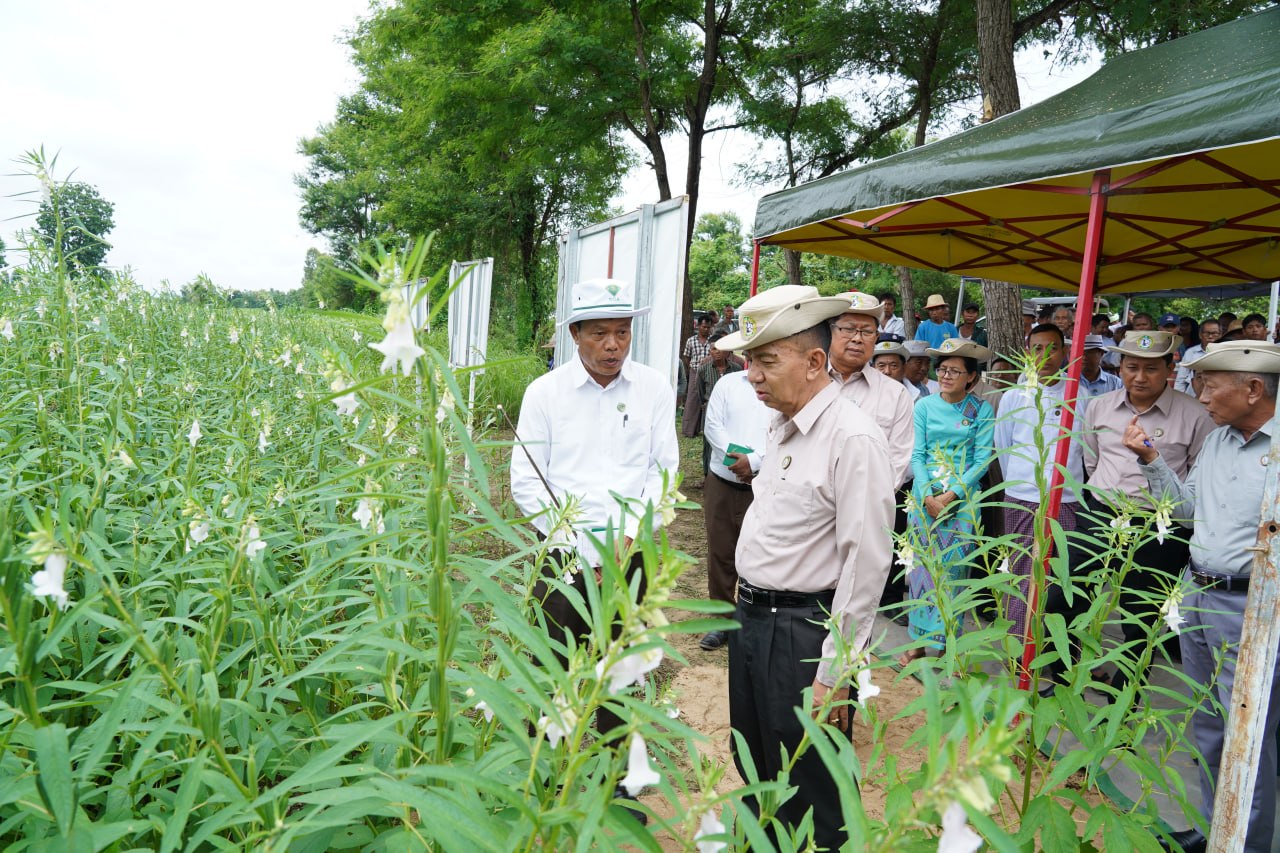 မကွေးတိုင်းဒေသကြီးဝန်ကြီးချုပ် ဦးတင်ကိုကို မြို့သစ်မြို့နယ်အတွင်း ရေပြည့်ကျေးရွာအုပ်စု မိုးနှမ်းအထွက်တိုးစံပြကွက် သိပ္ပံနှမ်းနက်စိုက်ခင်းအား ကြည့်ရှုအားပေးကာ၊ ဒေသဖွံ့ဖြိုးရေး လုပ်ငန်းများ ကြည့်ရှုစစ်ဆေး